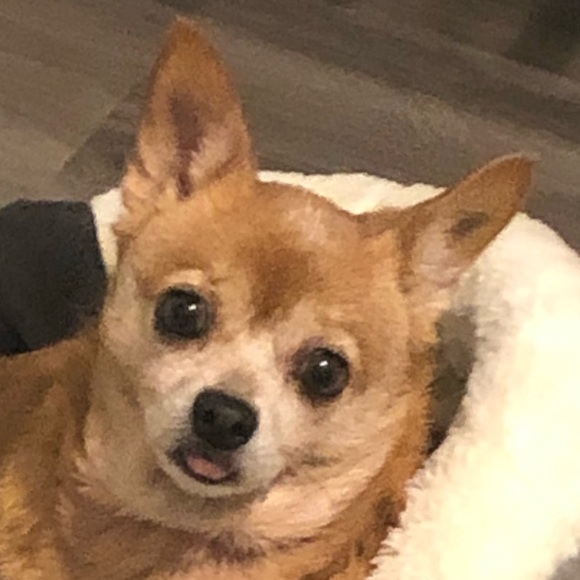 Meet your Posher, Maiya - Picture 1 of 1